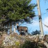 Chamois
